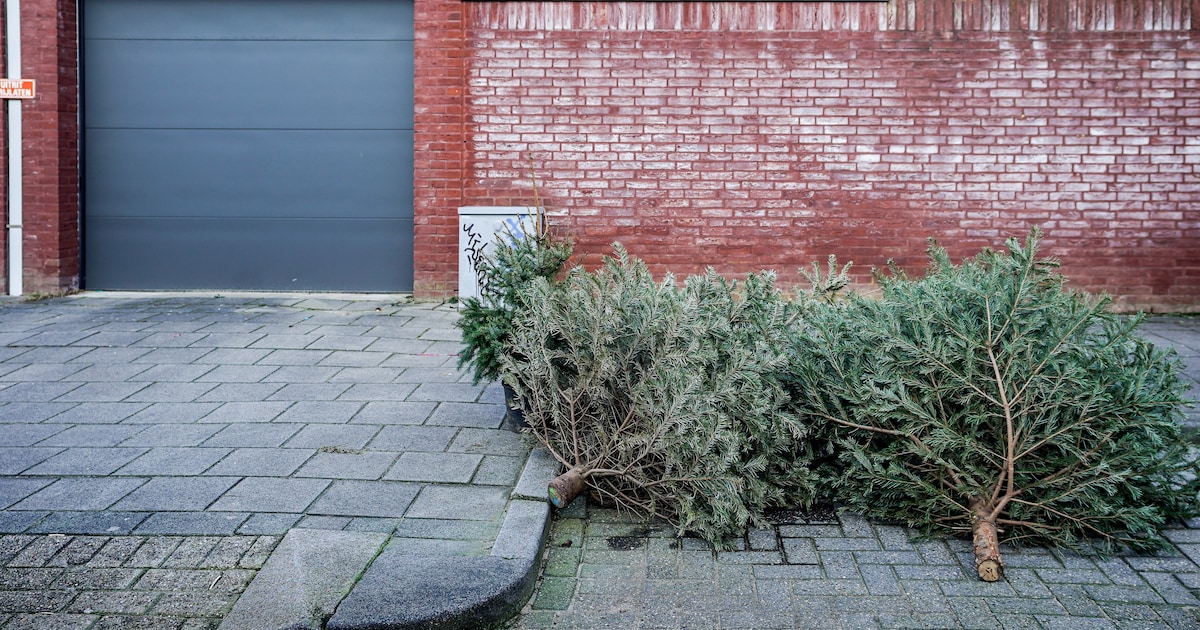 Kerstbomen inzamelen in Terneuzen uitgesteld vanwege weersomstandigheden