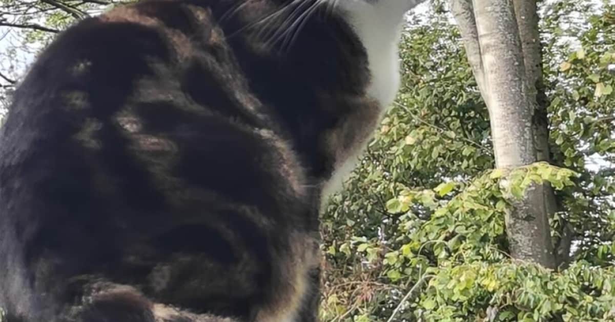 Heb jij Sammy, Romy of Noxy gezien? Deze drie huisdieren worden in Tholen vermist