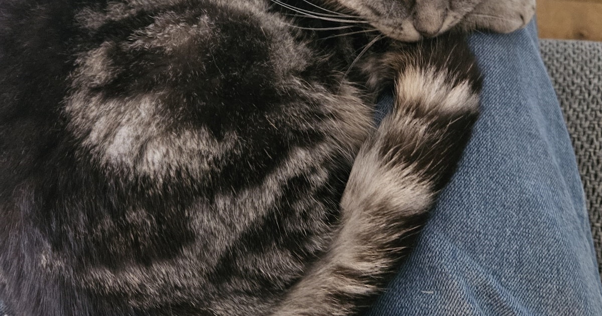 Heb jij Nala gezien? Dit huisdier wordt in Schouwen-Duiveland vermist