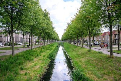 De meeste bewoners Laan van Hildernisse stemmen tegen kap: ‘Bomen zijn niet ziek’