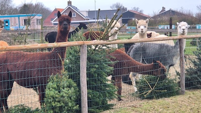 Zo raak je je kerstboom kwijt in Zeeland: van gezonde snack voor alpaca’s tot verbranding