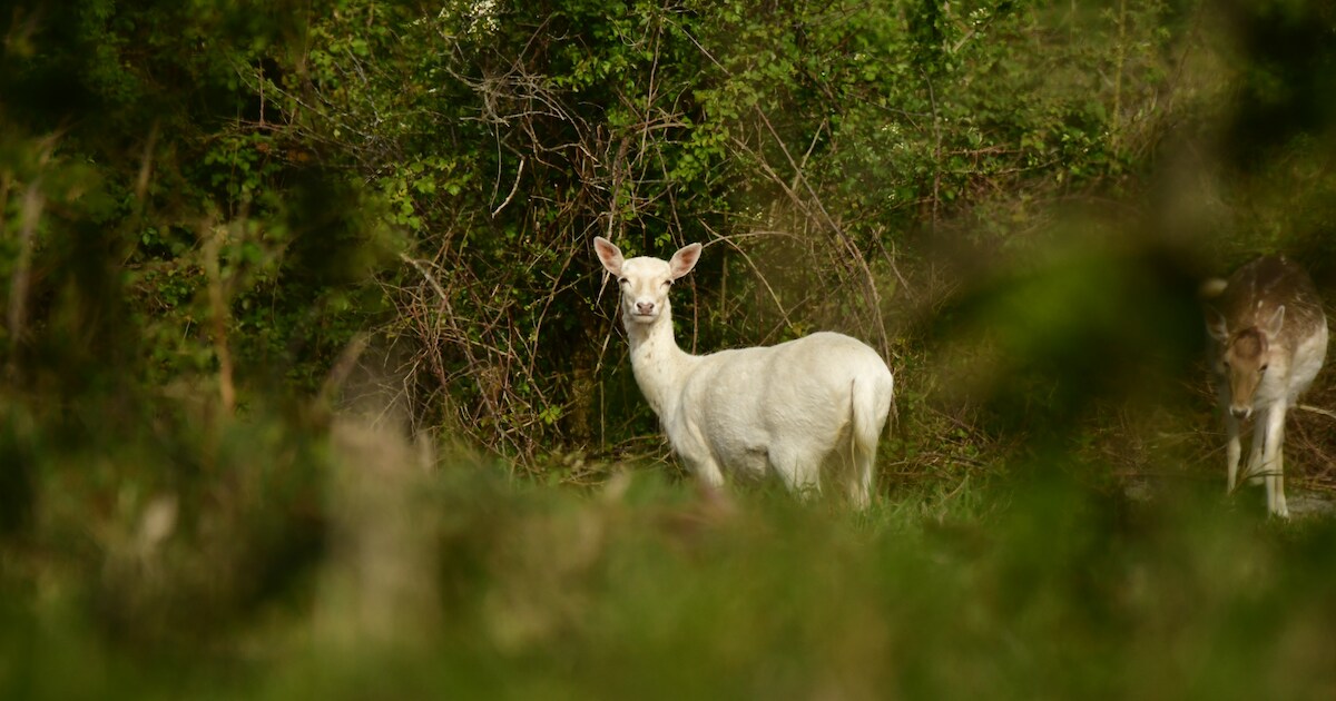 ‘Albinohert’ gespot in Oranjezon bij Vrouwenpolder: ‘Dit is erg bijzonder’