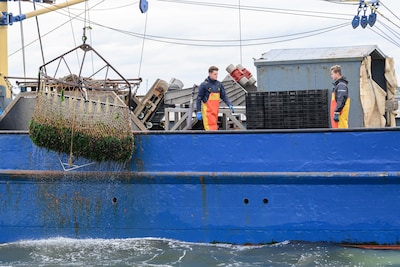 Extra miljoenen om schelpdiervissers te helpen met verduurzaming
