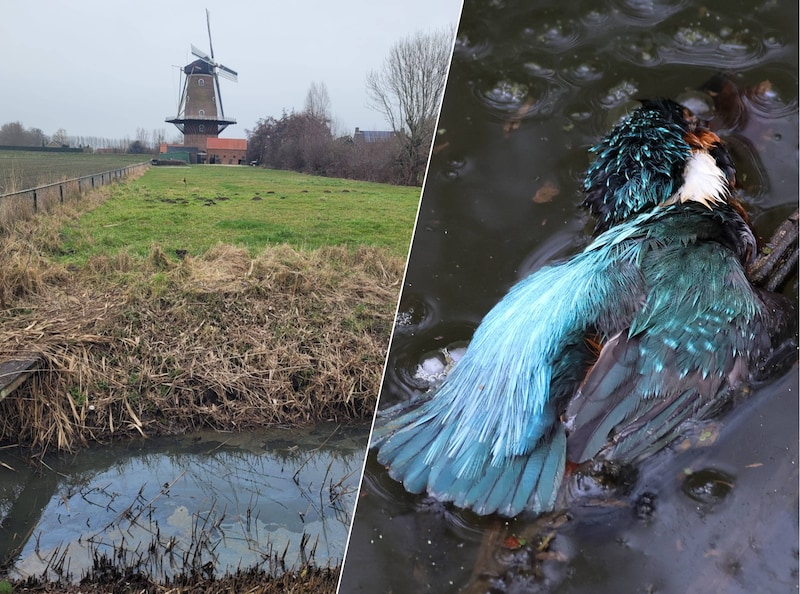 ‘Calamiteit’ in Zeeuwse sloot: natuur slaat alarm, maar vervuiler ...