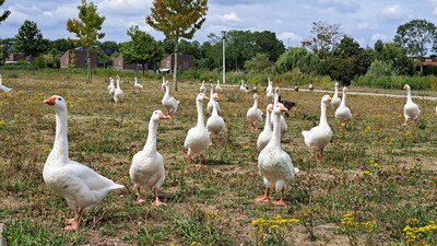 Vanaf komende week kan afgeschoten ganzenvlees naar koelingen in Noord-Holland