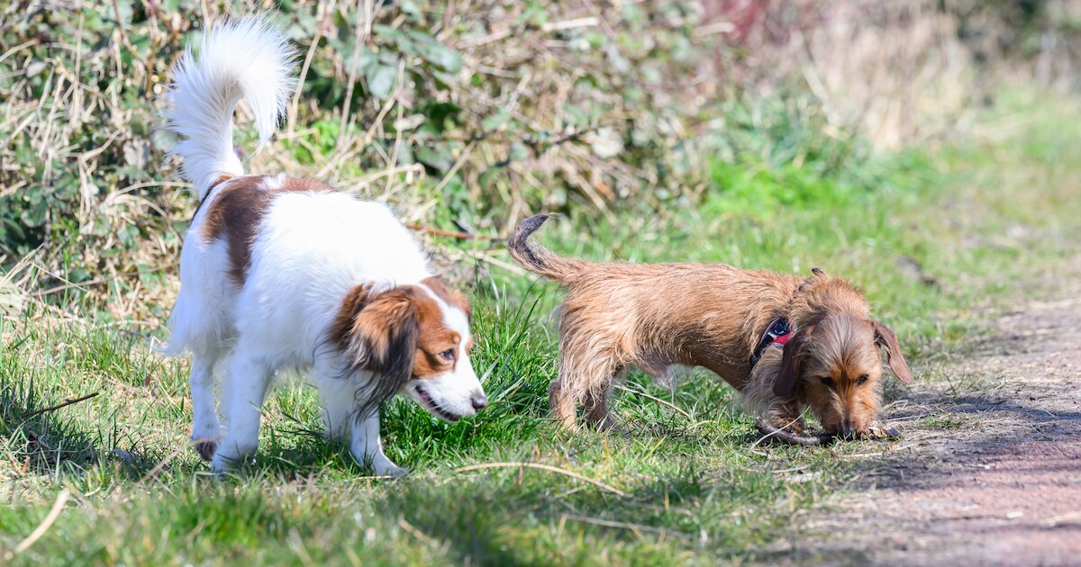 Hondenbeleid op de schop: 'Honden kunnen lekker rondrennen zonder aangelijnd te zijn'