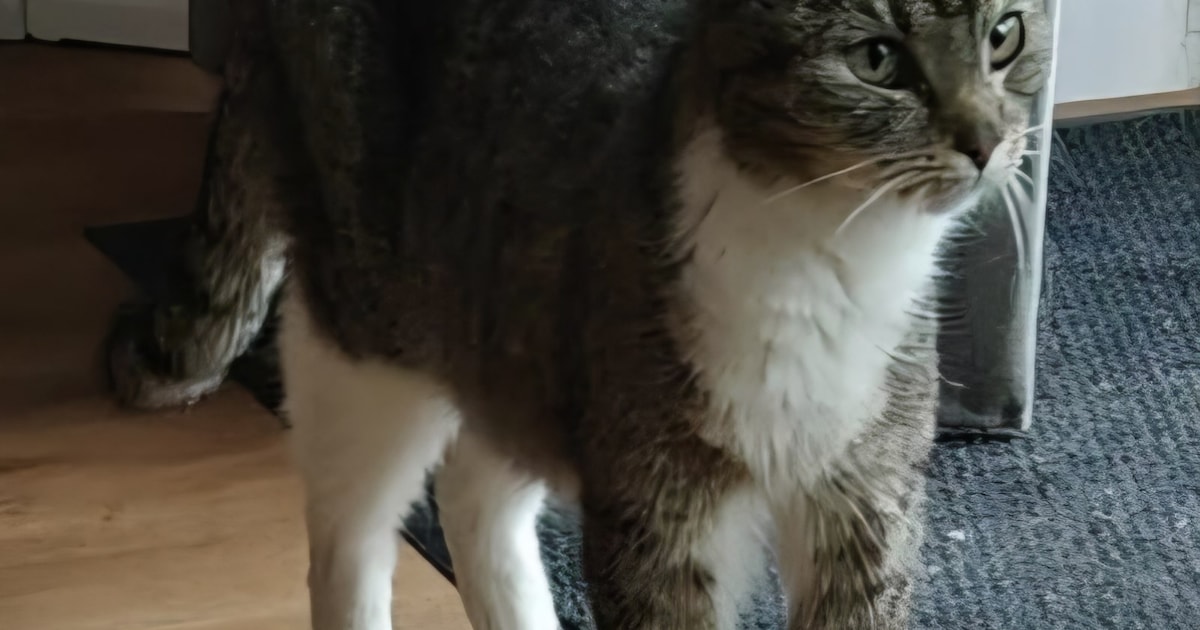 Heb jij Minoes, Trudie of Chip gezien? Deze drie huisdieren worden in Middelburg vermist