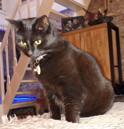 Heb jij Pumba of Misty gezien? Deze twee huisdieren worden in Tholen vermist