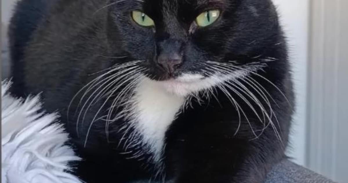 Heb jij Sunny of Mousy gezien? Deze twee huisdieren worden in Middelburg vermist