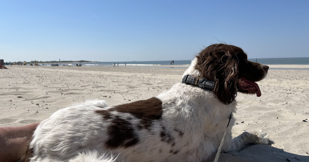 Heb jij Woody gezien? Dit huisdier wordt in Sluis vermist