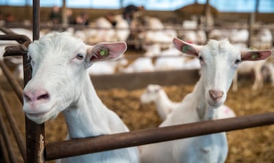 Zeeland trekt cirkels rond geitenstallen: ‘Zo lossen we woningnood niet op’