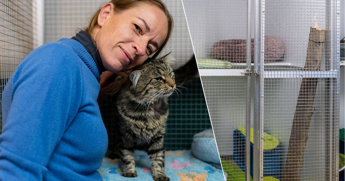 Meer ademruimte voor asielen: “Blij dat Weyts het onderscheid maakt tussen broodfok en asielen”