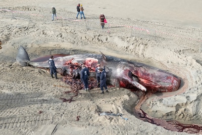 Dode potvis is een soort hogedrukketel (en het wordt nog vloed ook)