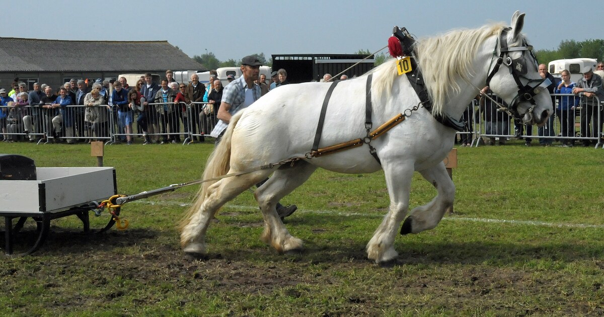Bezoekers onder indruk paardenkracht tijdens Paardentrekwedstrijden in ...