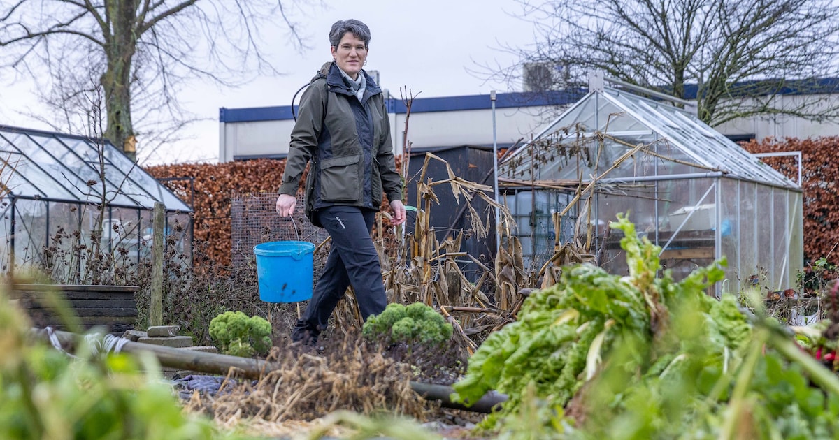 Anoeska's tuinbonen deden het dramatisch slecht, maar onderzoek naar deze volkswijsheid kan een oplo