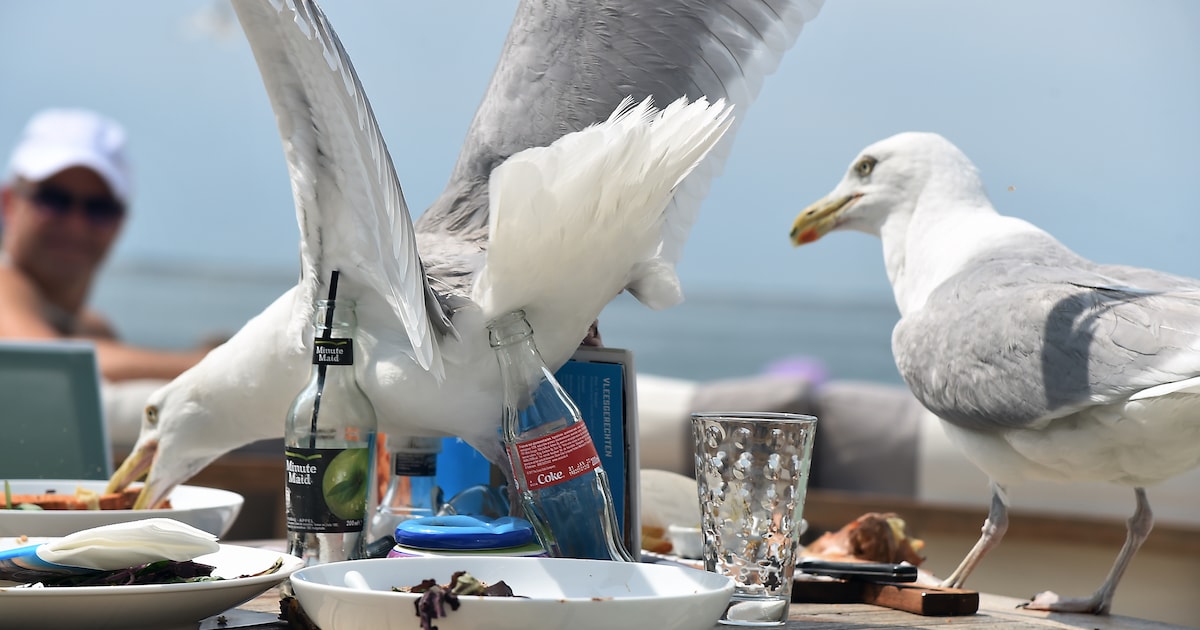 Reiger als bodyguard voor je kibbeling? ‘Zodra hij vol zit, slaan de meeuwen alsnog toe’