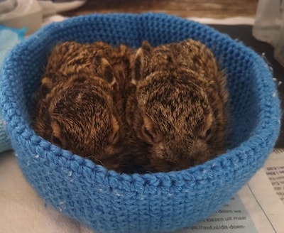 Wandelaars redden verzwakte babyhaasjes bij het klimbos in Westenschouwen: ‘Een heldendaad’