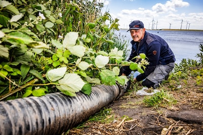 Hoewel zijn aardappelen verdorren, laat boer Kees geen water meer komen: ‘Het loont niet de moeite’