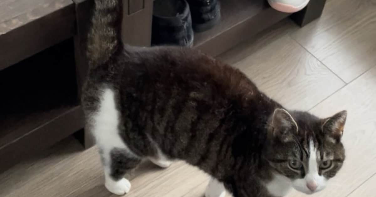 Heb jij Esra, Tekla of Nala gezien? Deze drie huisdieren worden in Sluis vermist