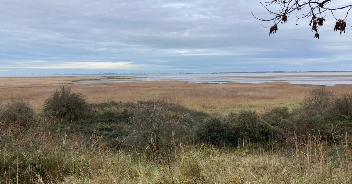 Excursie voert door kustgebied Kwade Hoek op Goeree-Overflakkee