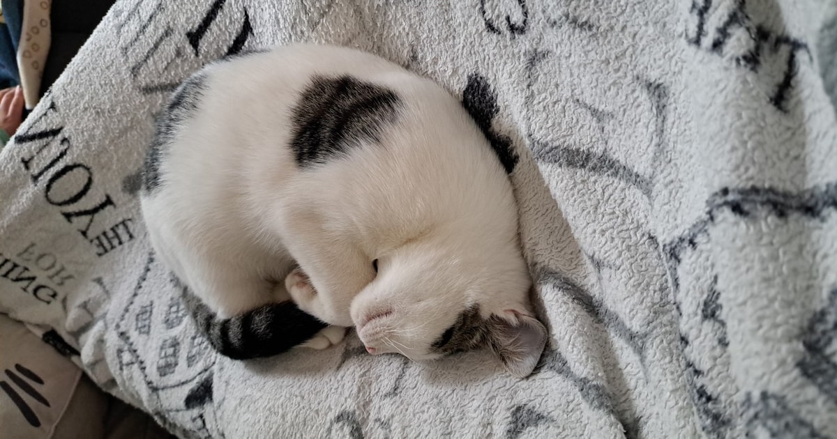 Heb jij Turbo of Mark gezien? Deze twee huisdieren worden in Borsele vermist
