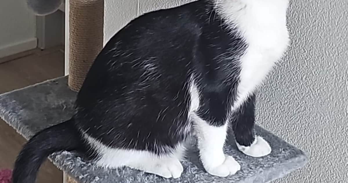 Heb jij Fruts of Sjors gezien? Deze twee huisdieren worden in Hulst vermist