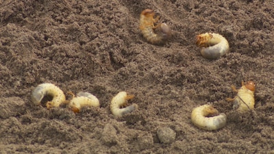Korfbalveld verwoest door grote larven: ‘Gaten zo groot dat kindervoet erin verdwijnt’