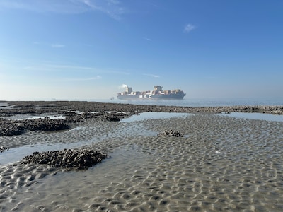 Grote zorgen om natuur in de Westerschelde: 'Er móet iets gebeuren'