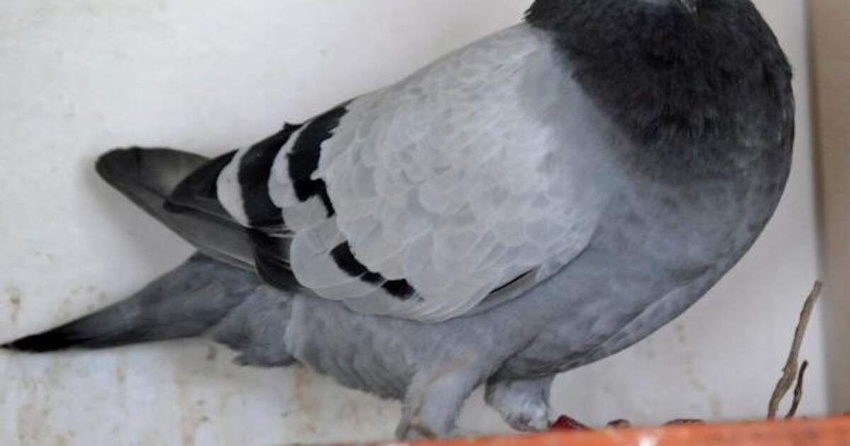 Joop Melio pakt de Zeeuwse titel