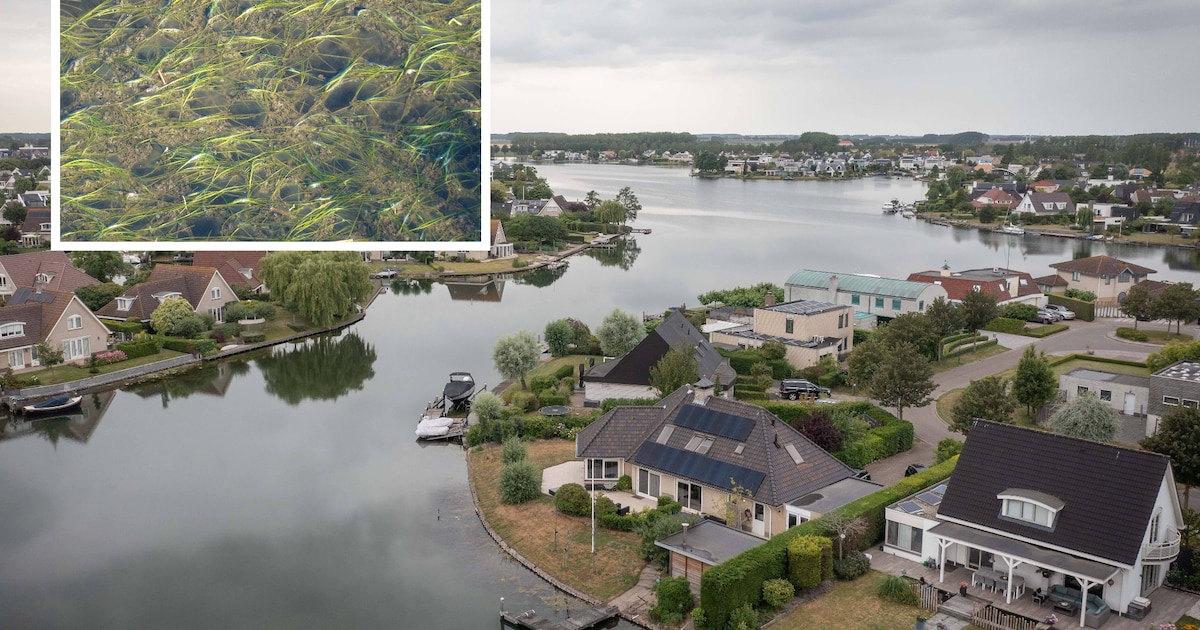 Gemeente stopt noodgedwongen met maaien van woekerende, zeldzame Ruppia in Goese Meer, omwonenden wi