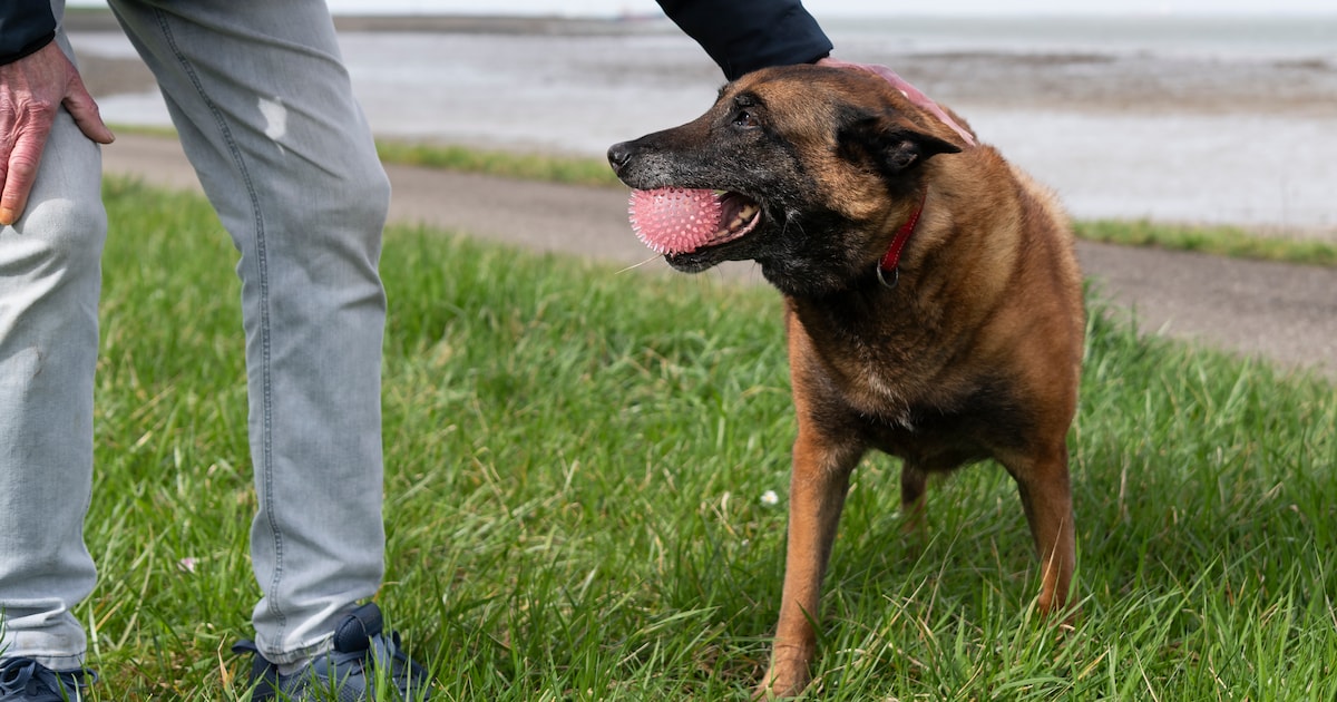 Centrumbewoners Terneuzen klagen over loslopende honden: ‘We zijn aan de wilde beesten overgeleverd’