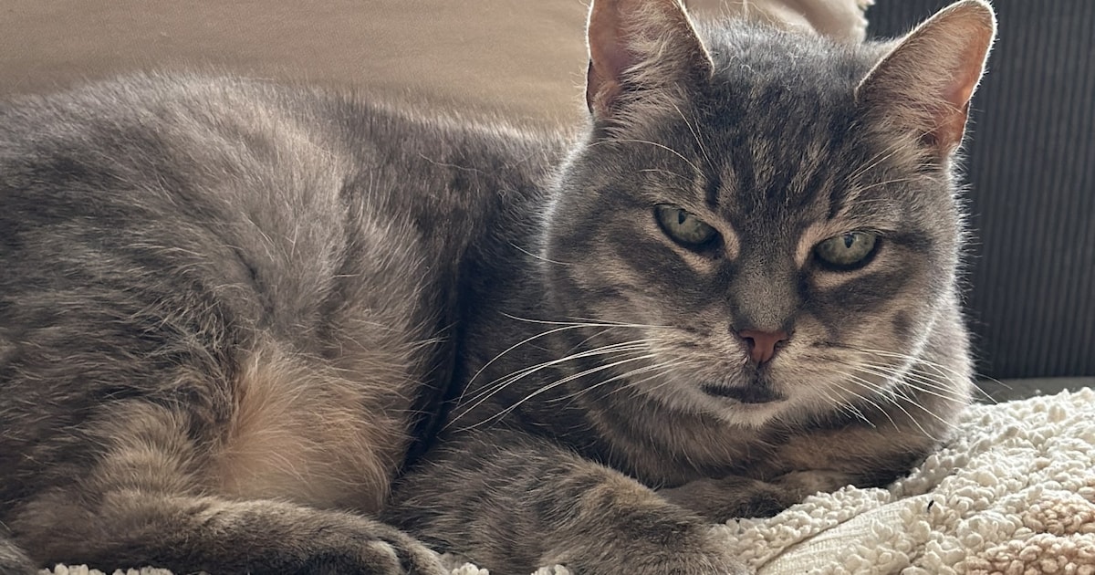 Heb jij Nala, Beertje of Fred gezien? Deze negen huisdieren worden in Middelburg vermist