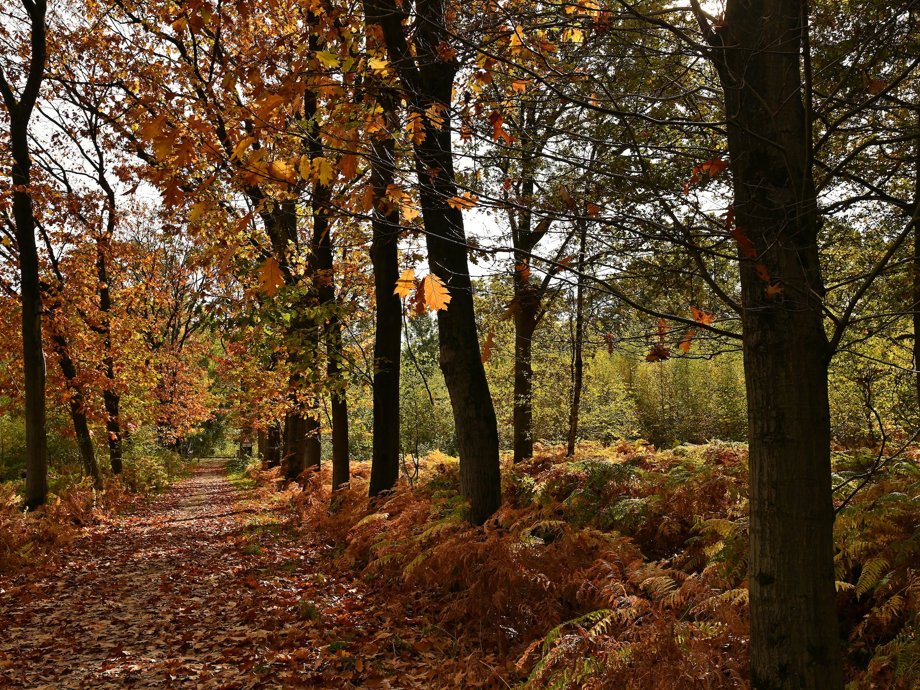 Boswerkzaamheden in Sluis en Terneuzen gestart