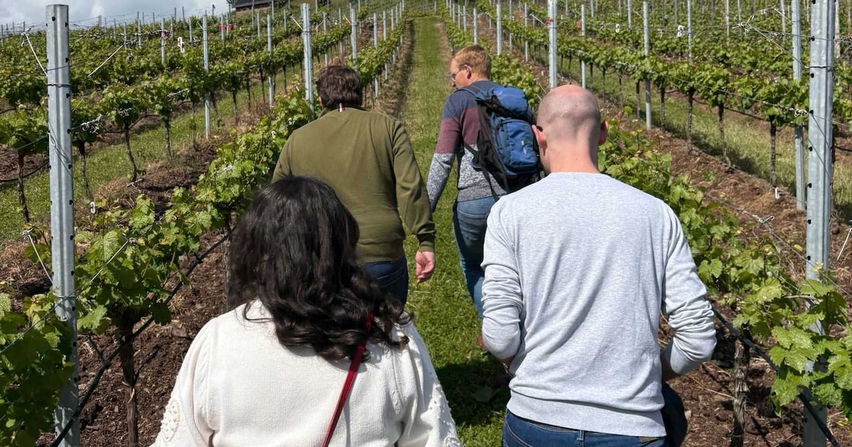 Lekker weg in eigen land: bezoek binnenkort een wijngaard in de buurt van Bergen op Zoom