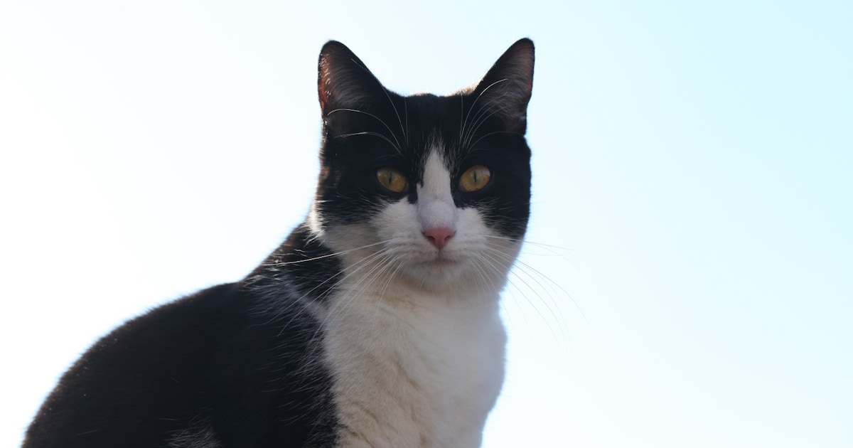Heb jij Dusty of Mila gezien? Deze twee huisdieren worden in Tholen vermist