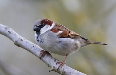Onderzoek in Schouwen-Duiveland brengt beschermde diersoorten in bebouwde kom in kaart