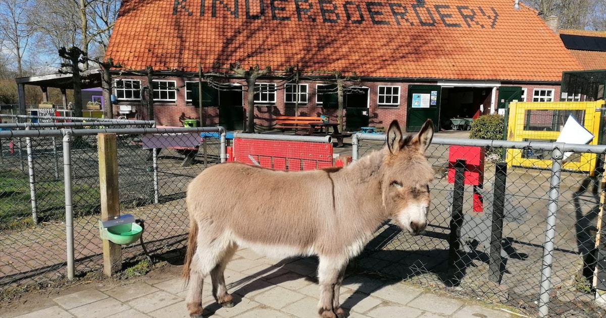 Voortbestaan geliefde kinderboerderij is in gevaar: ‘Als er niks gebeurt, halen we het einde van het