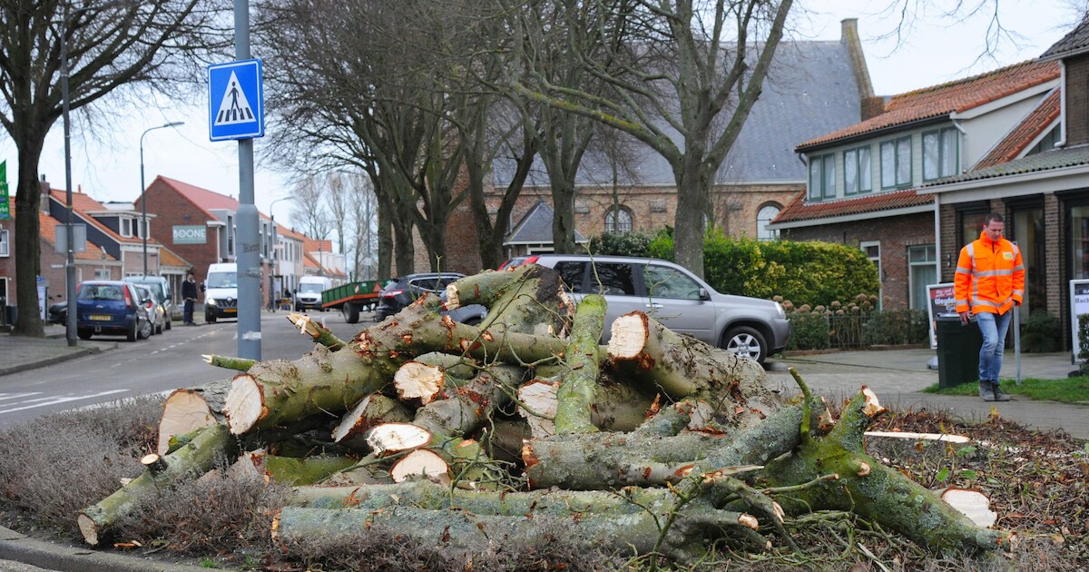 Bomen gekapt voor herinrichting Torenstraat in Meliskerke