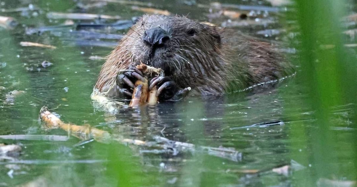 Gidsen zoeken met bezoekers naar beversporen op Tiengemeten