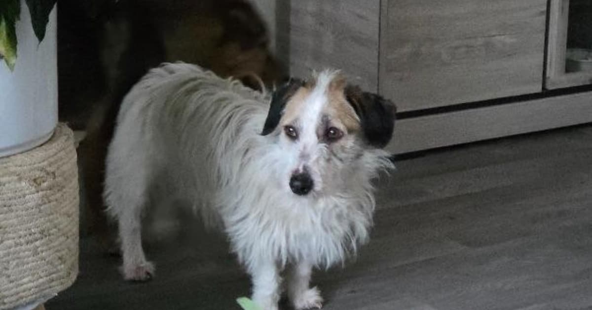 Heb jij Floris gezien? Dit huisdier wordt in Schouwen-Duiveland vermist