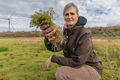 Australisch vetplantje verstikt natuur op Neeltje Jans, zeewater is de enige remedie