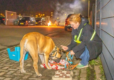 Zo help je je hond zonder stress de jaarwisseling door: tips en advies van Hondenschool Goes