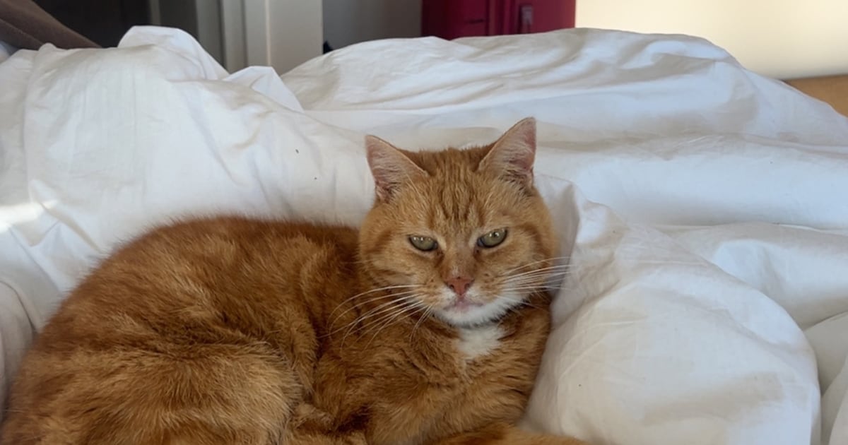 Heb jij Guus, Kyra of Lily gezien? Deze vier huisdieren worden in Tholen vermist