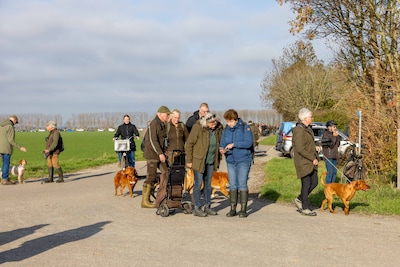 Nimrod is de Champions League voor jachthonden: Wilhelminapolder loopt vol voor topevenement