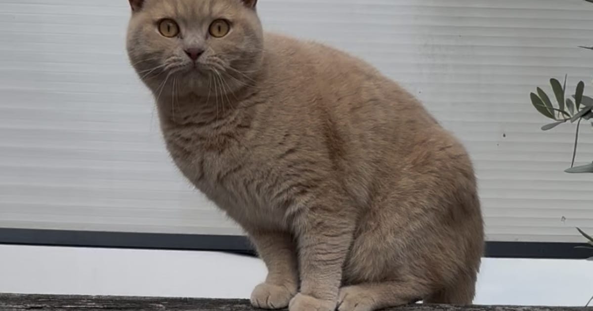 Heb jij Mylo gezien? Dit huisdier wordt in Goes vermist