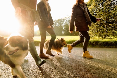 Politie waarschuwt na meerdere meldingen van overleden honden en katten in Bruinisse
