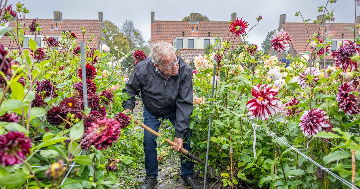 Acht dahliaknollen werden een levenswerk en Frans dénkt er niet aan te stoppen