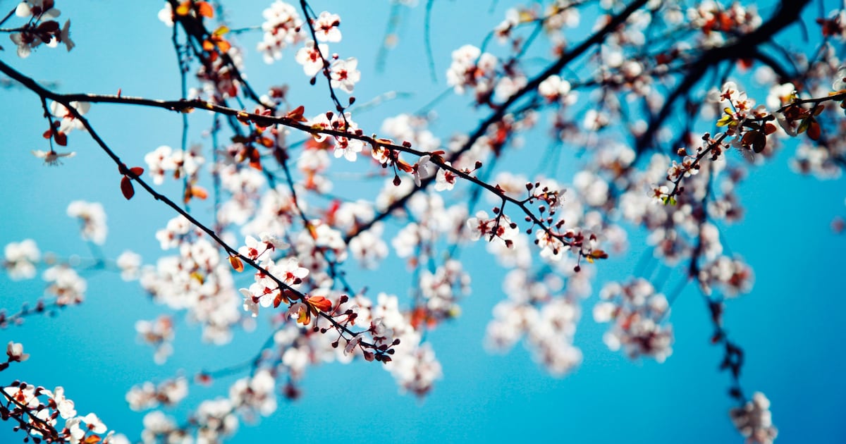 Dorpsraad Souburg deelt gratis fruitboompjes uit tijdens voorjaarsborrel
