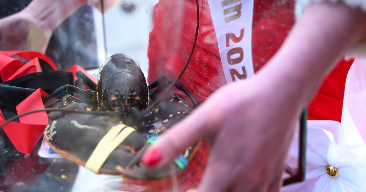 Geen kreeft uit de Oosterschelde dit jaar, maar Grevelingen brengt redding; dus toch feest in Zierik