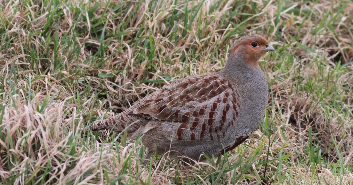 Ondanks slecht weer vijftien patrijzen geteld in West-Zeeuws-Vlaanderen